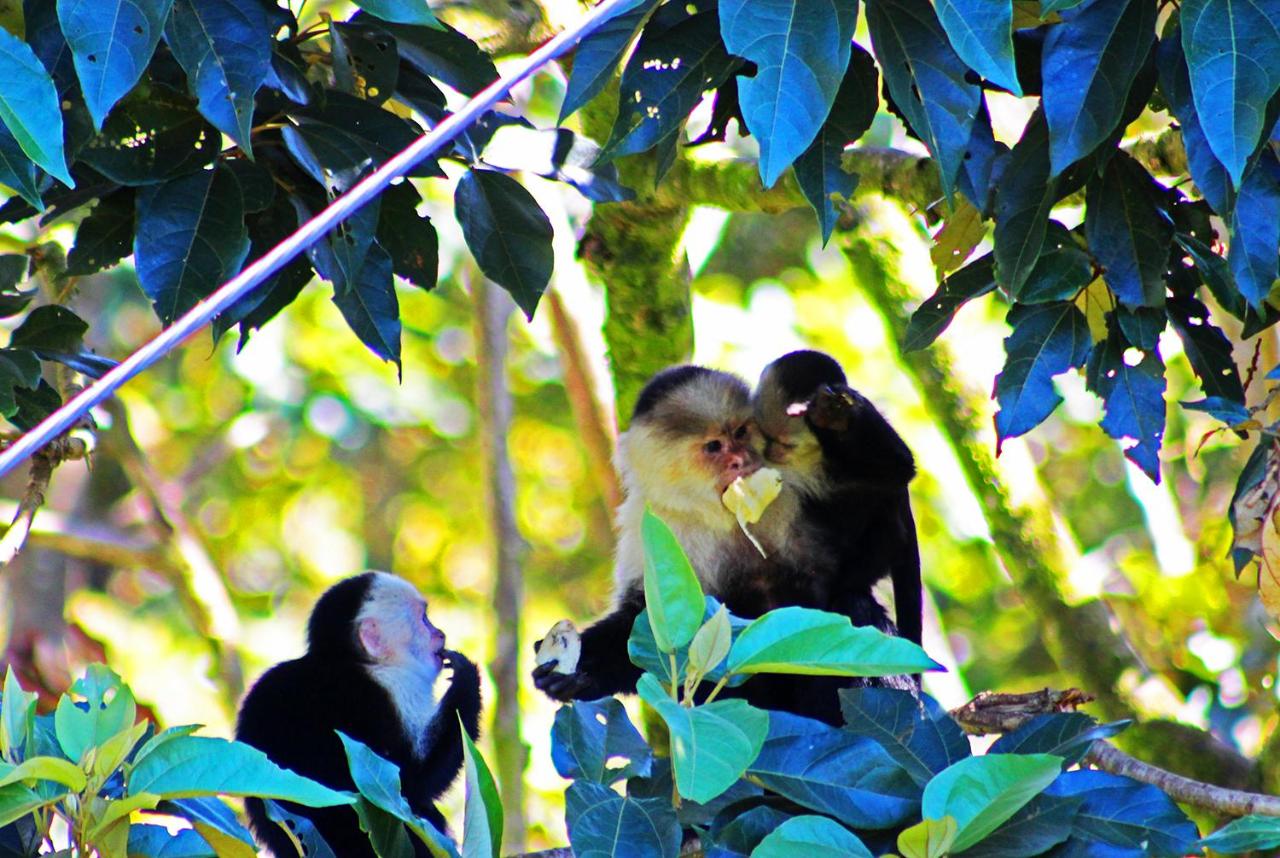 Cloud Forest Lodge - Monteverde - Image 12