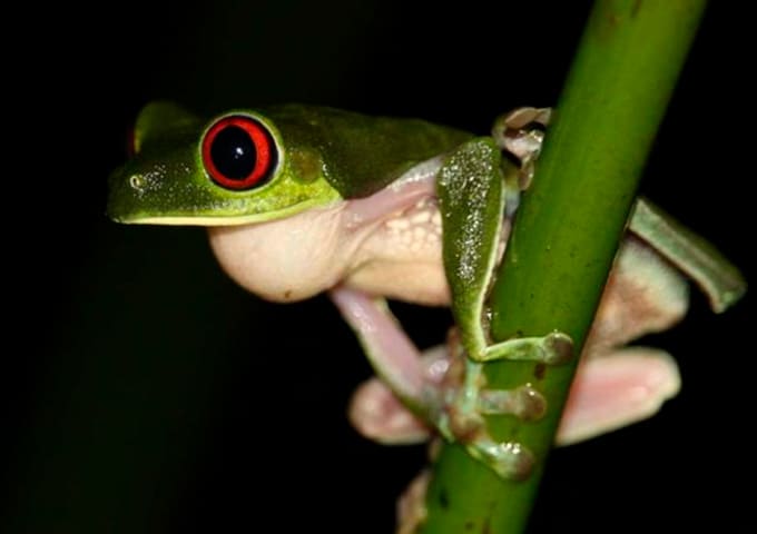Lapa Rios Lodge - Puerto Jiménez - Image 21