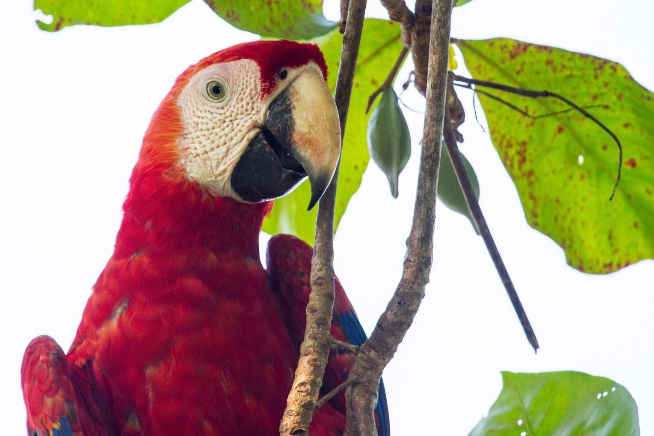 Lapa Rios Lodge - Puerto Jiménez - Image 13