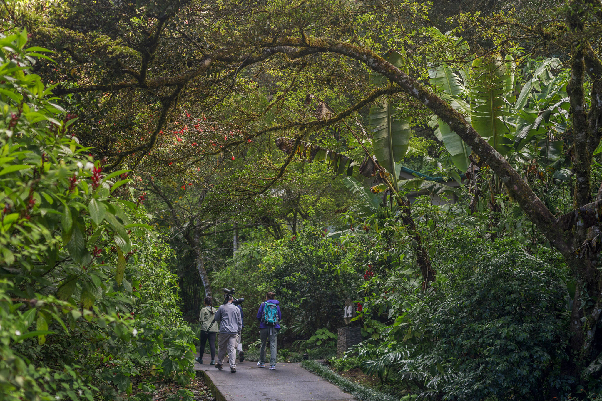 Senda Hotel - Monteverde - Image 37