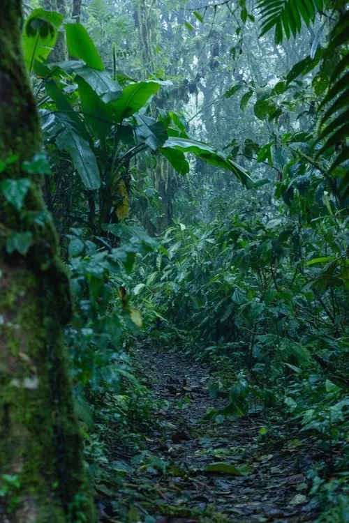 Villa Blanca Clound Forest and Retreat - Image 7