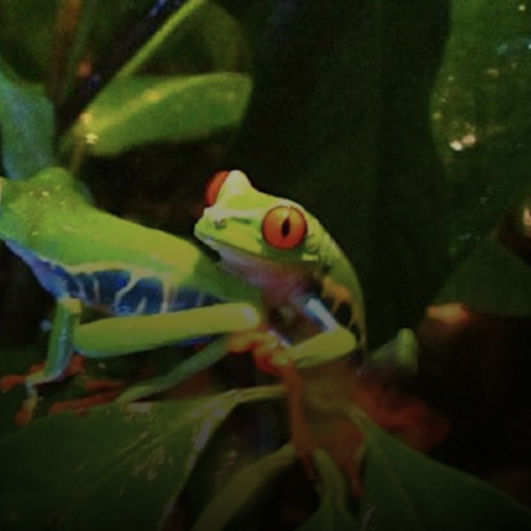 Night Tour – La Fortuna