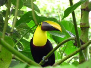 Customizable travel planning service for Costa Rica vacations.